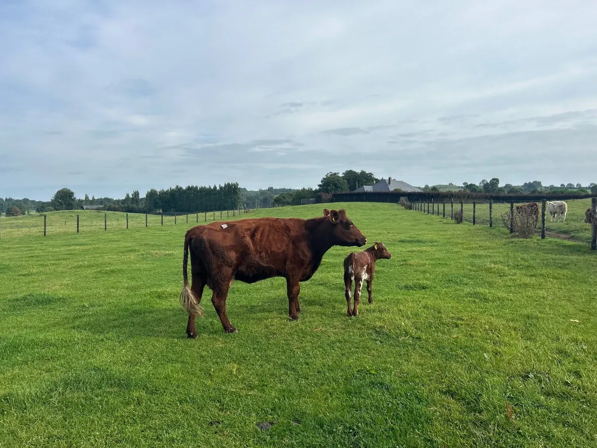 Super second calver  and bull calf - Image 4