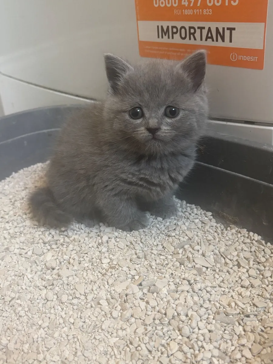 British short hair kittens - Image 1