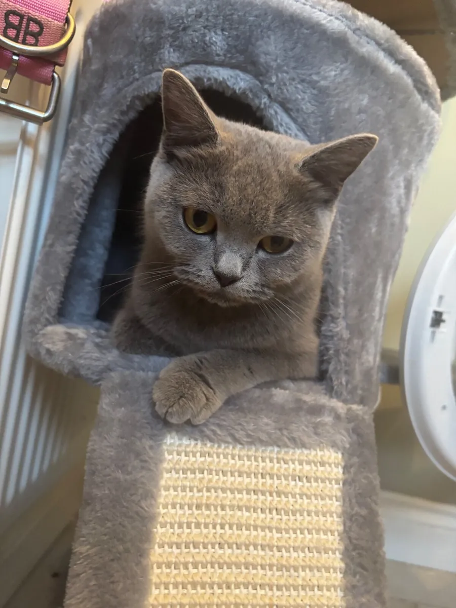 British short hair kittens - Image 2