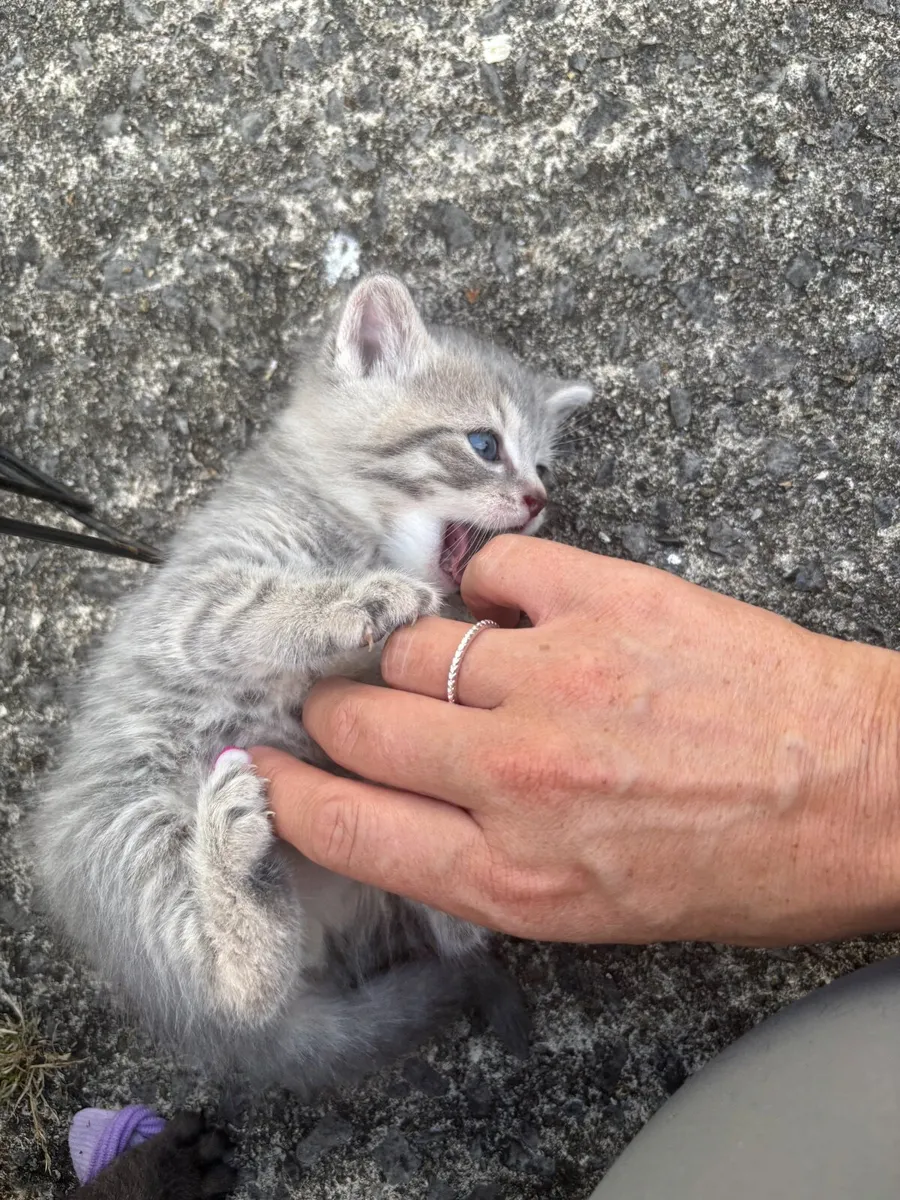 British short hair kittens - Image 4