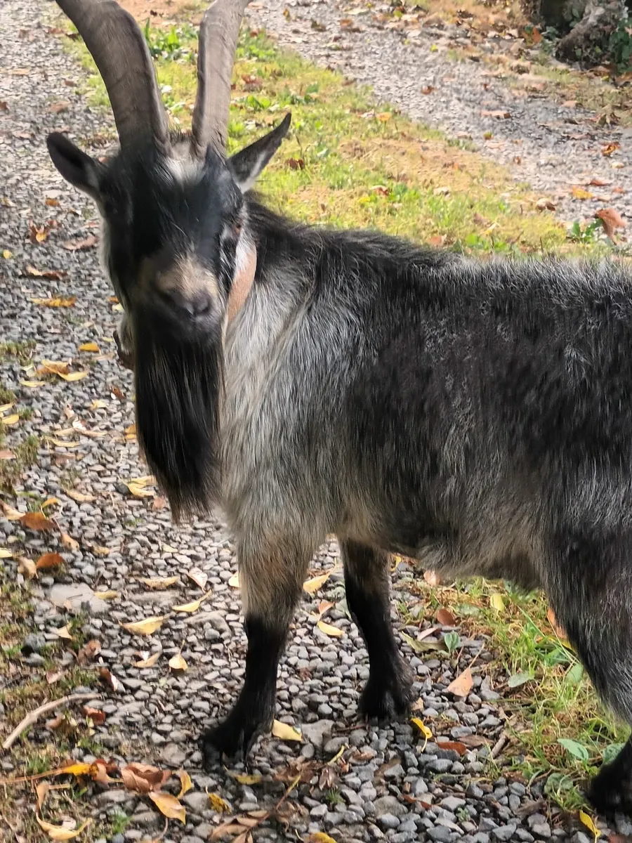 Pgmy goat for sale - Image 1