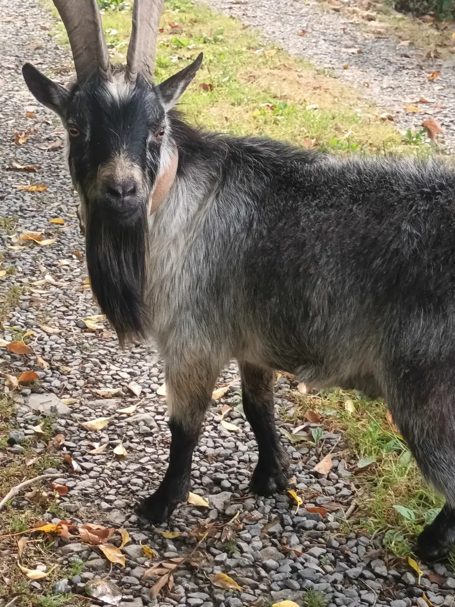 Pgmy goat for sale - Image 2