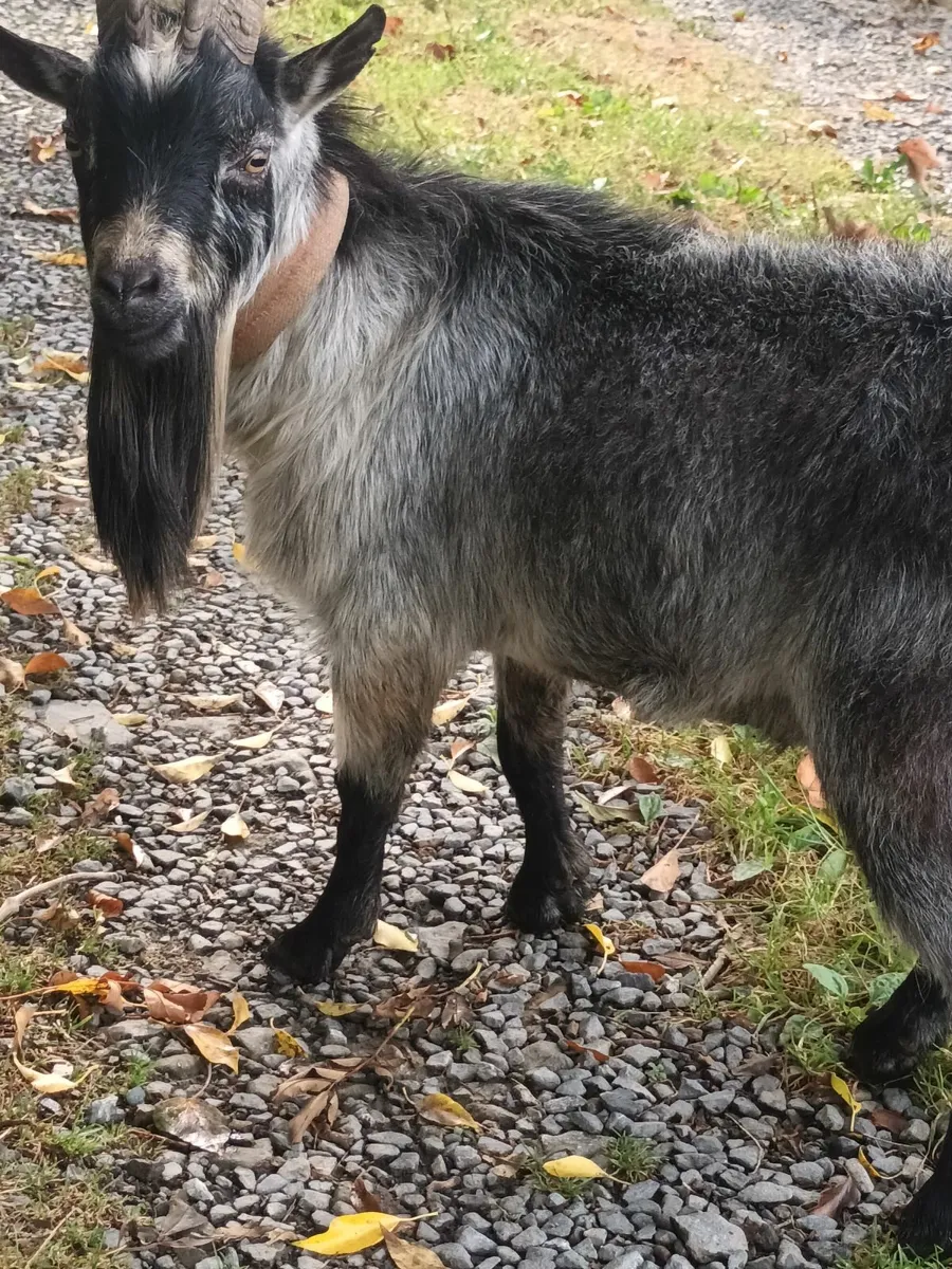 Pgmy goat for sale - Image 3
