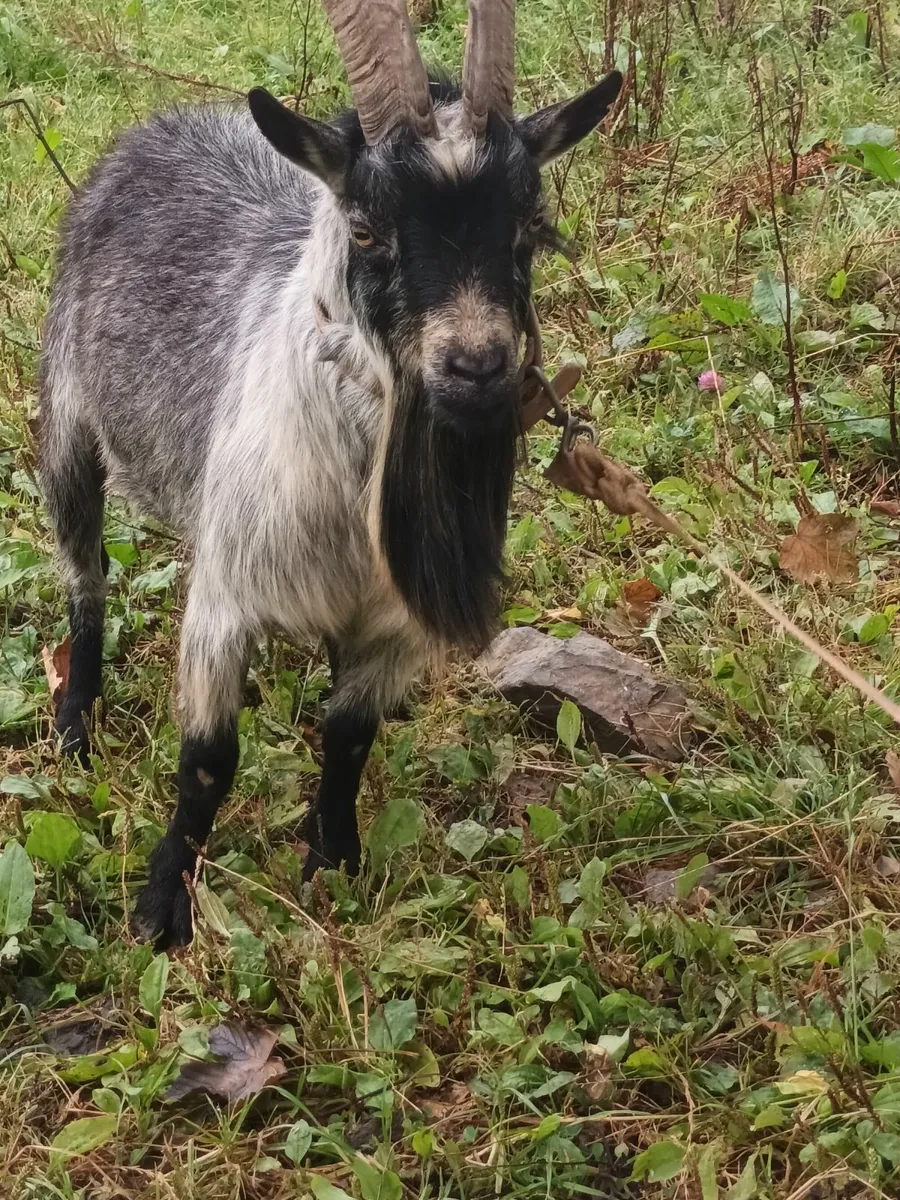Pgmy goat for sale - Image 4