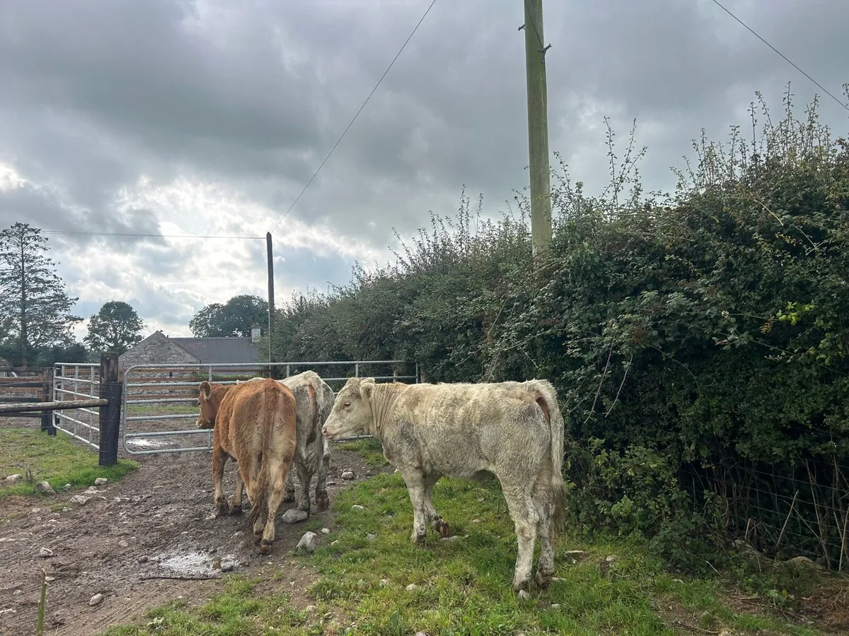 8 super 430 kg continental heifers - Image 1