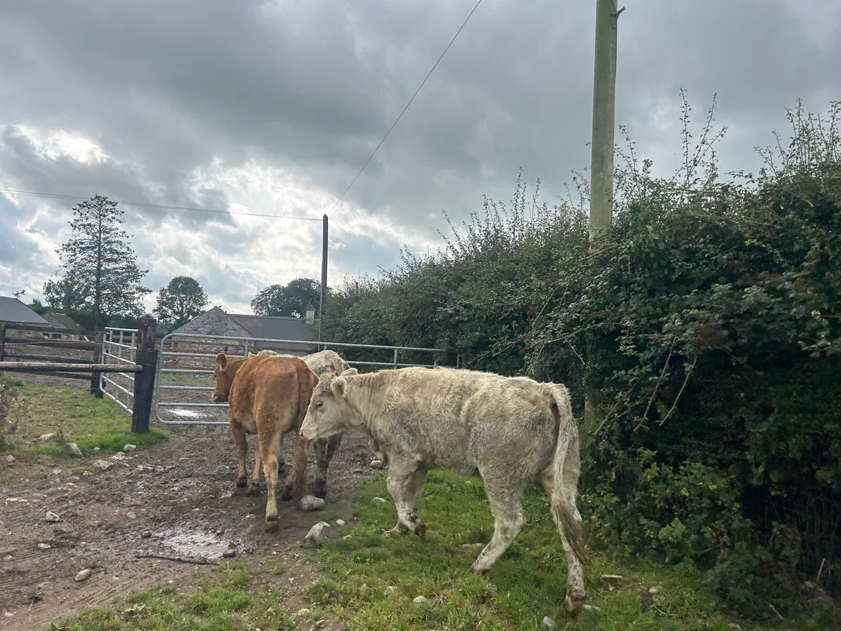 8 super 430 kg continental heifers - Image 2