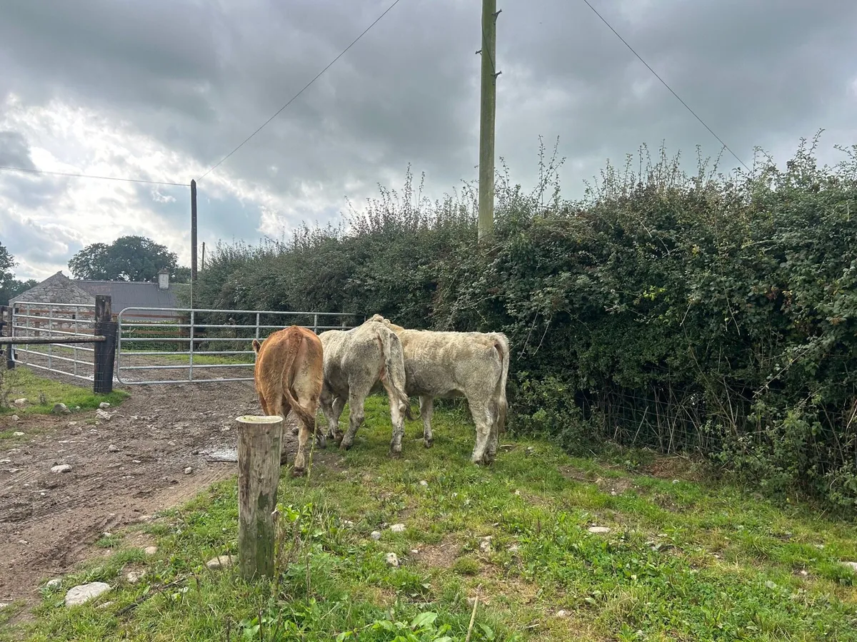 8 super 430 kg continental heifers - Image 4