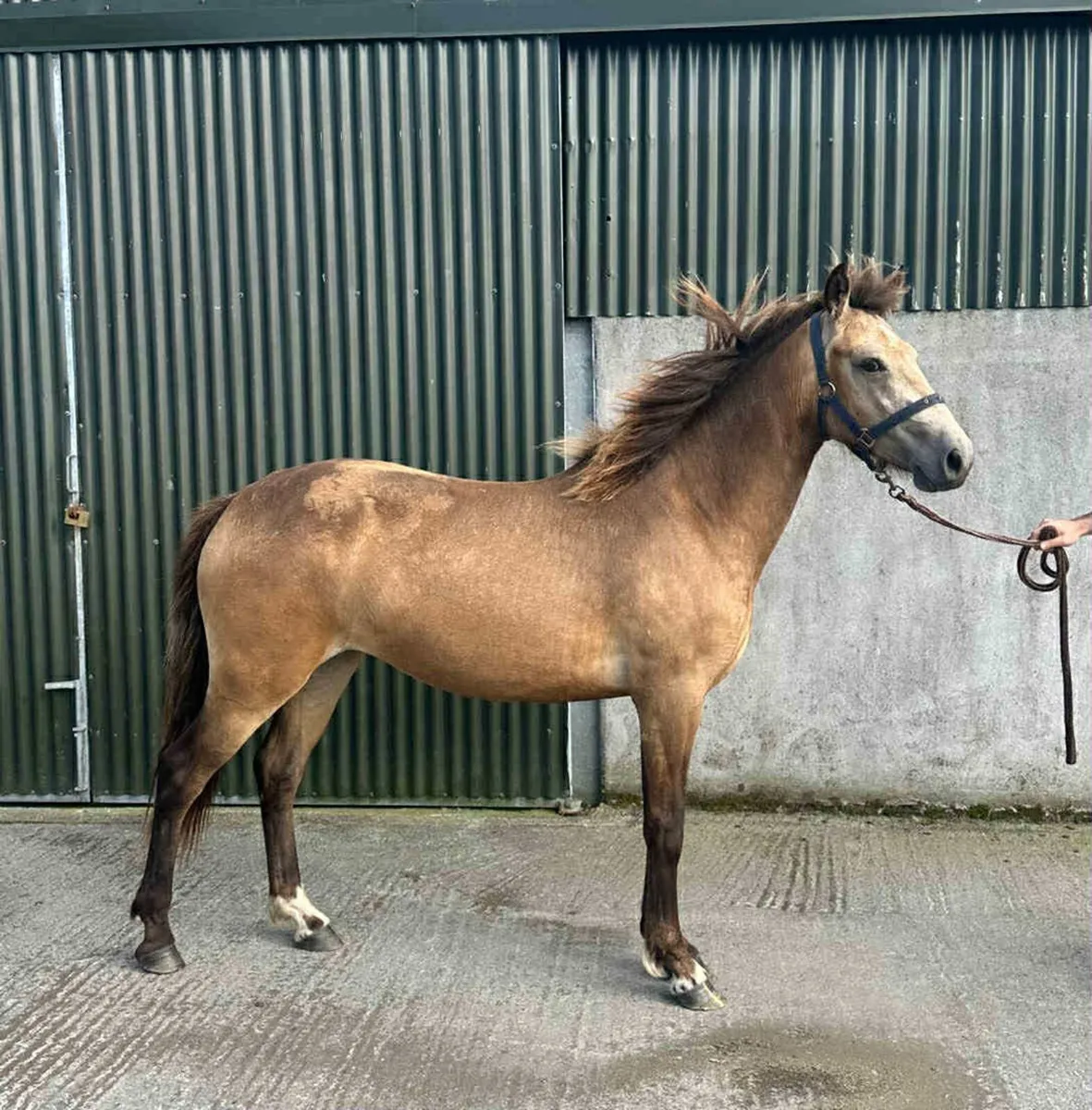 Connemara Pony - Image 1
