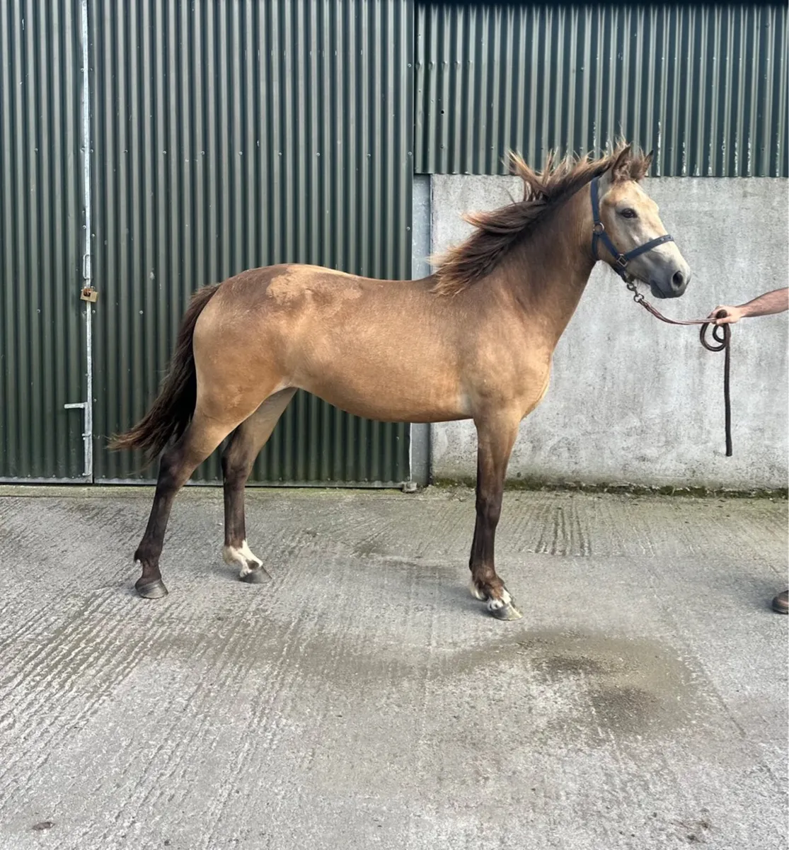 Connemara Pony - Image 2