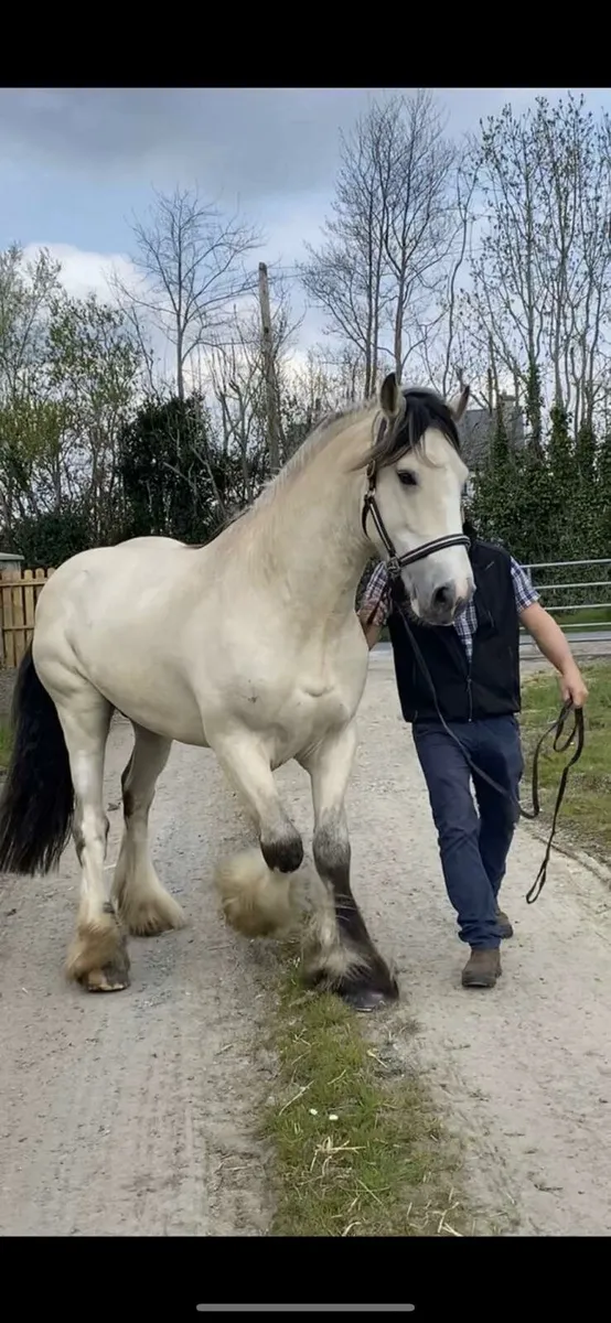 Yearling filly - Image 3