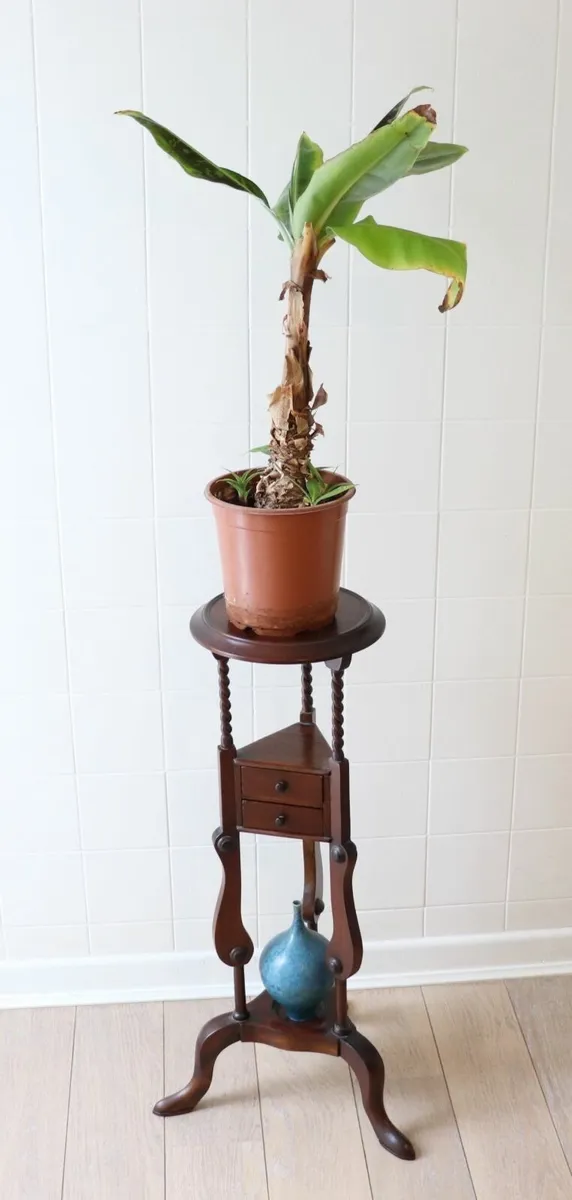 Mahogany Plant Holder - Image 4