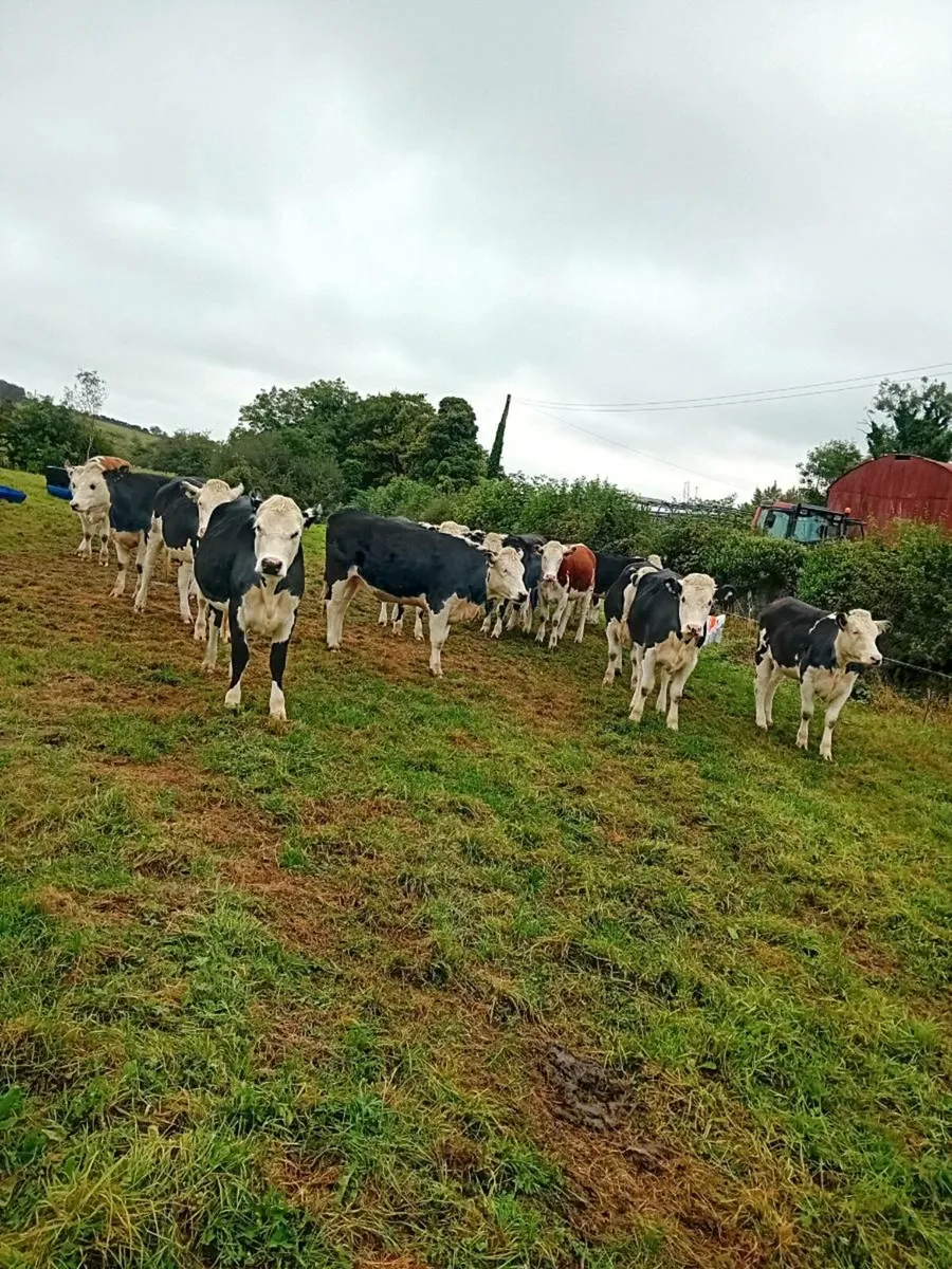Hereford store heifers