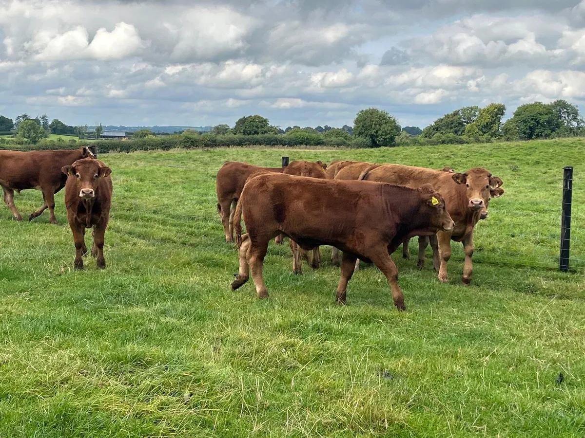 10 super  380 kg continental bullocks - Image 1