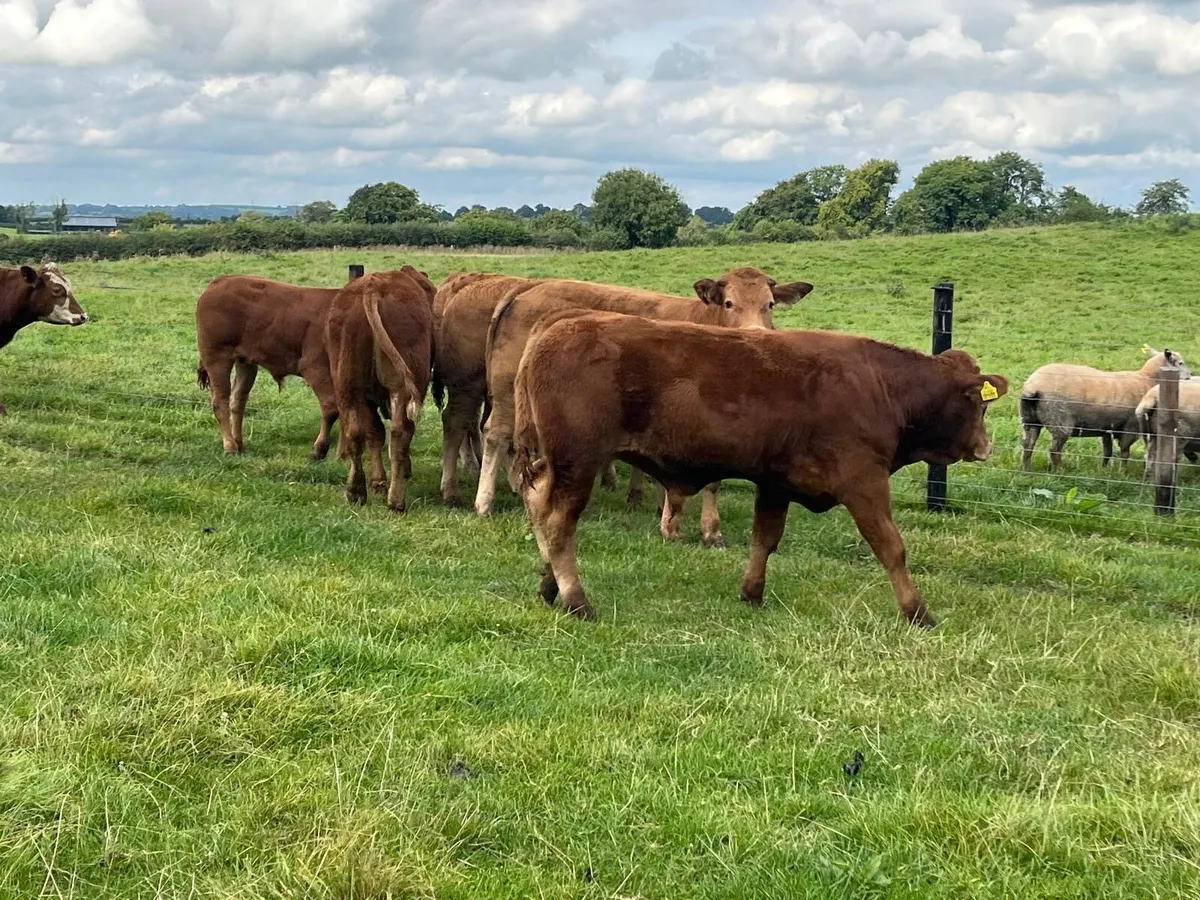 10 super  380 kg continental bullocks - Image 2
