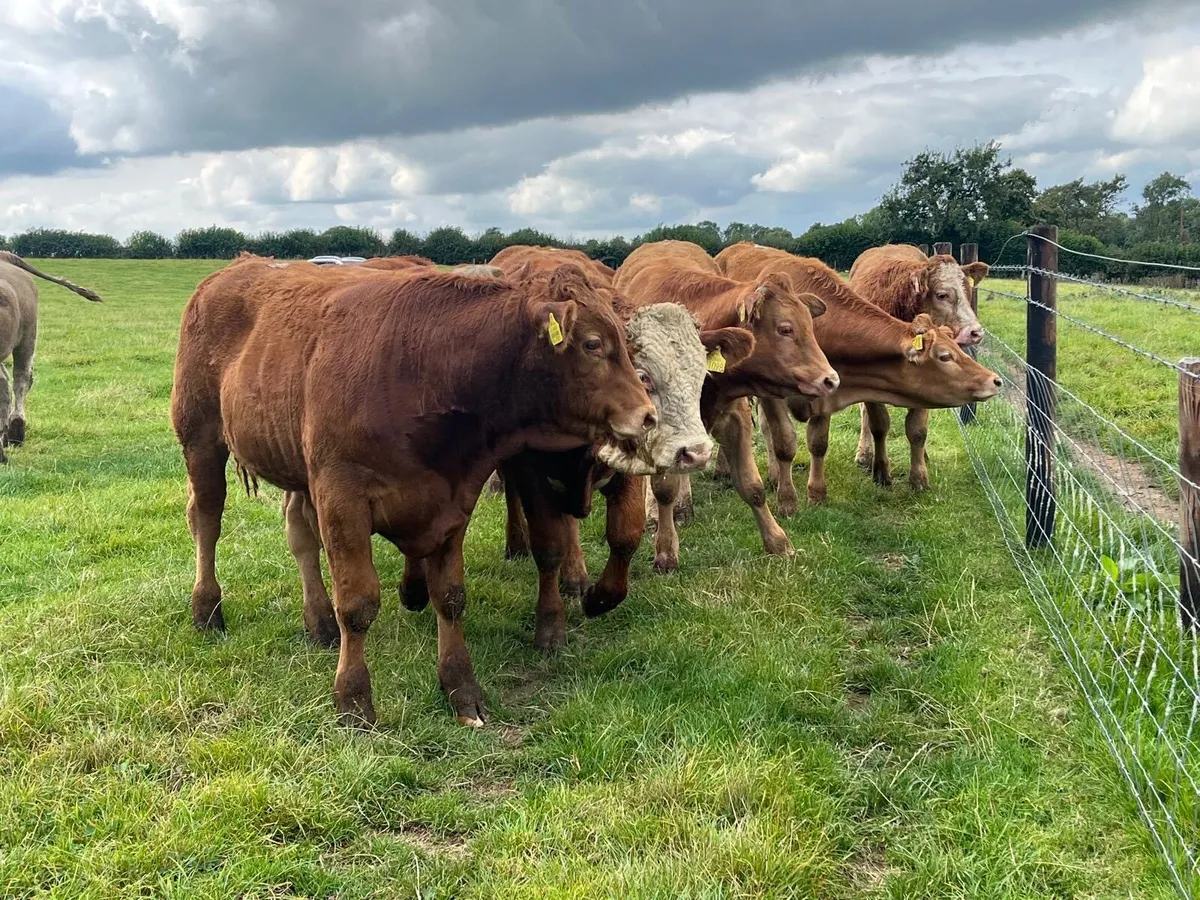 10 super  380 kg continental bullocks - Image 3