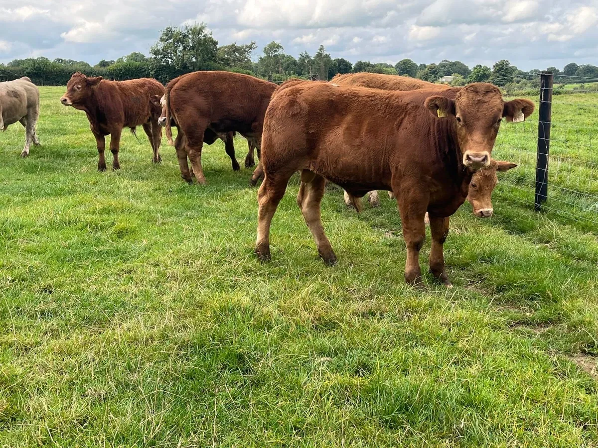 10 super  380 kg continental bullocks - Image 4