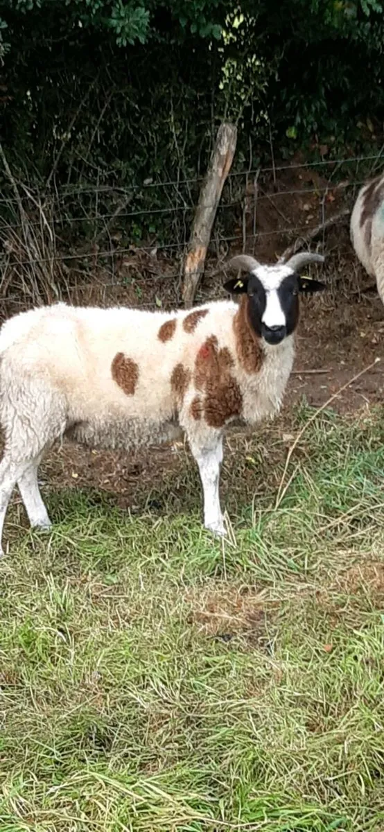 Jacob sheep - Image 1