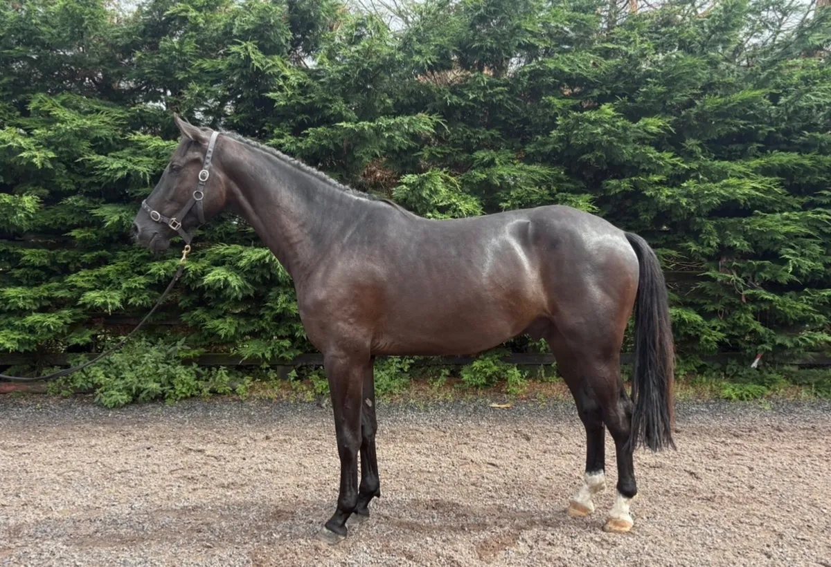3 yo Gelding - Image 1