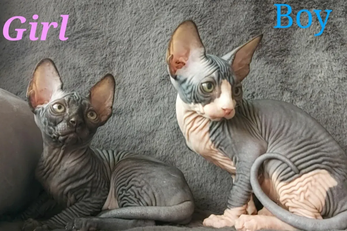 Sphynx Sphinx kittens cat - Image 4