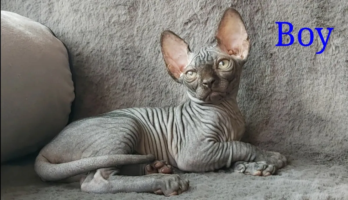 Sphynx Sphinx kittens cat - Image 1