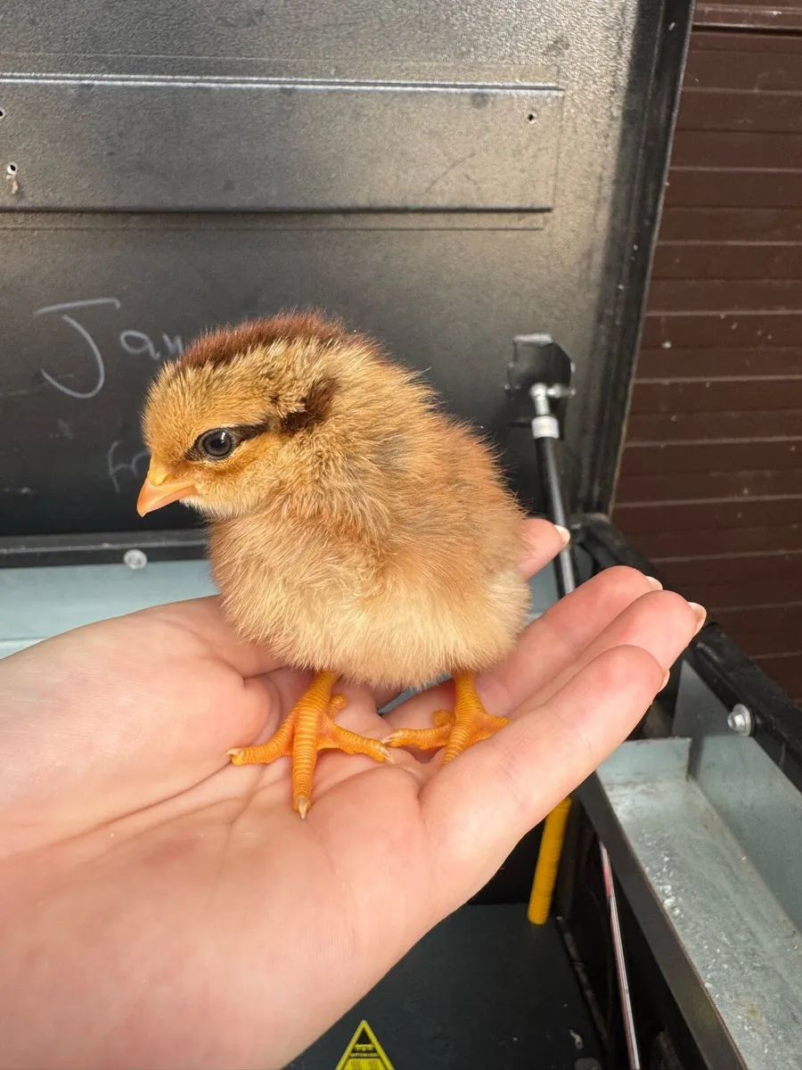 Day old chicks - Image 1
