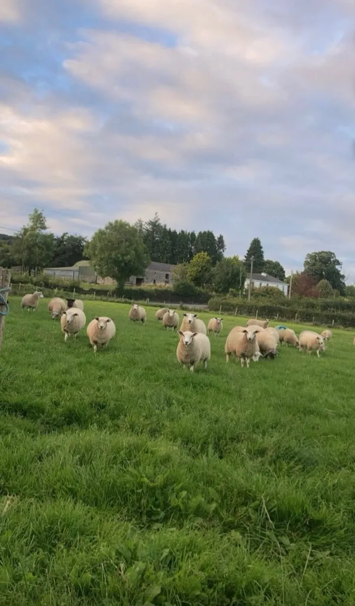 Ewe Lamb Replacements - Image 2