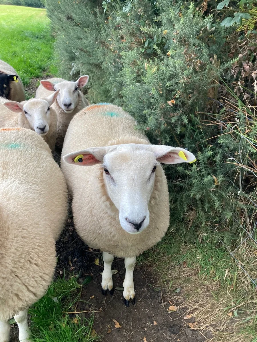 Ewe Lamb Replacements - Image 4