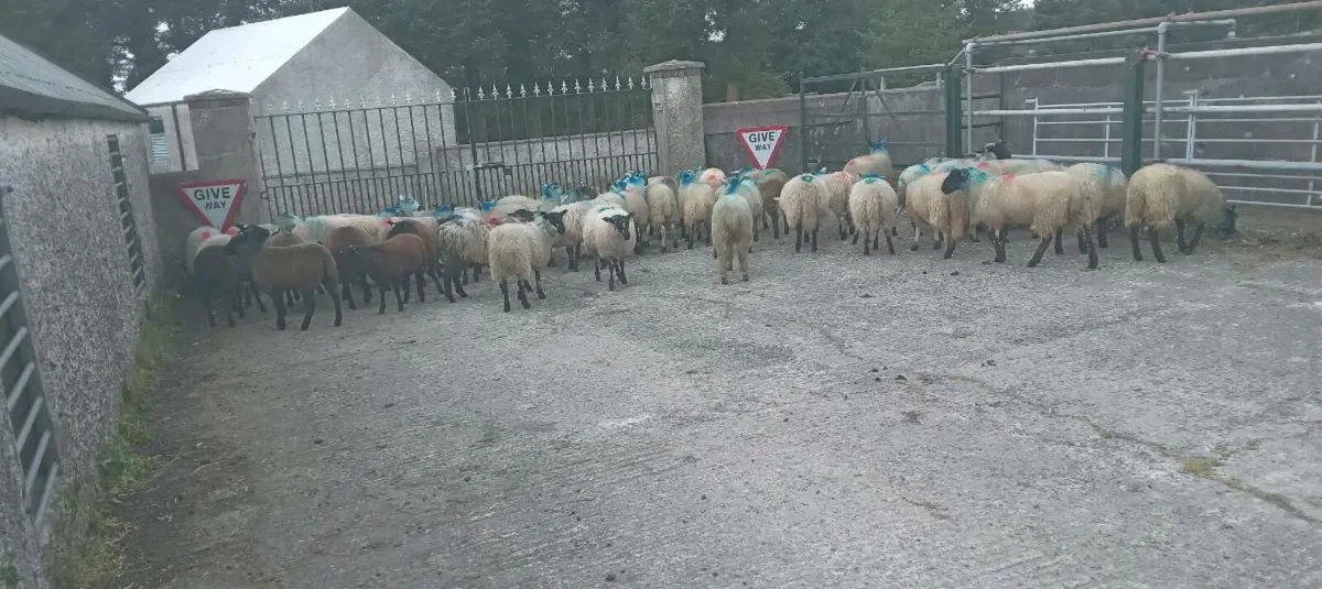 48 ewe lambs - Image 1