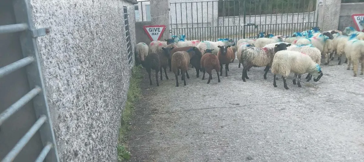 48 ewe lambs - Image 2