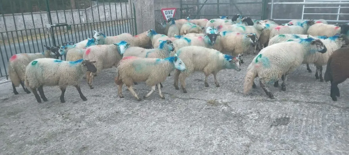 48 ewe lambs - Image 4