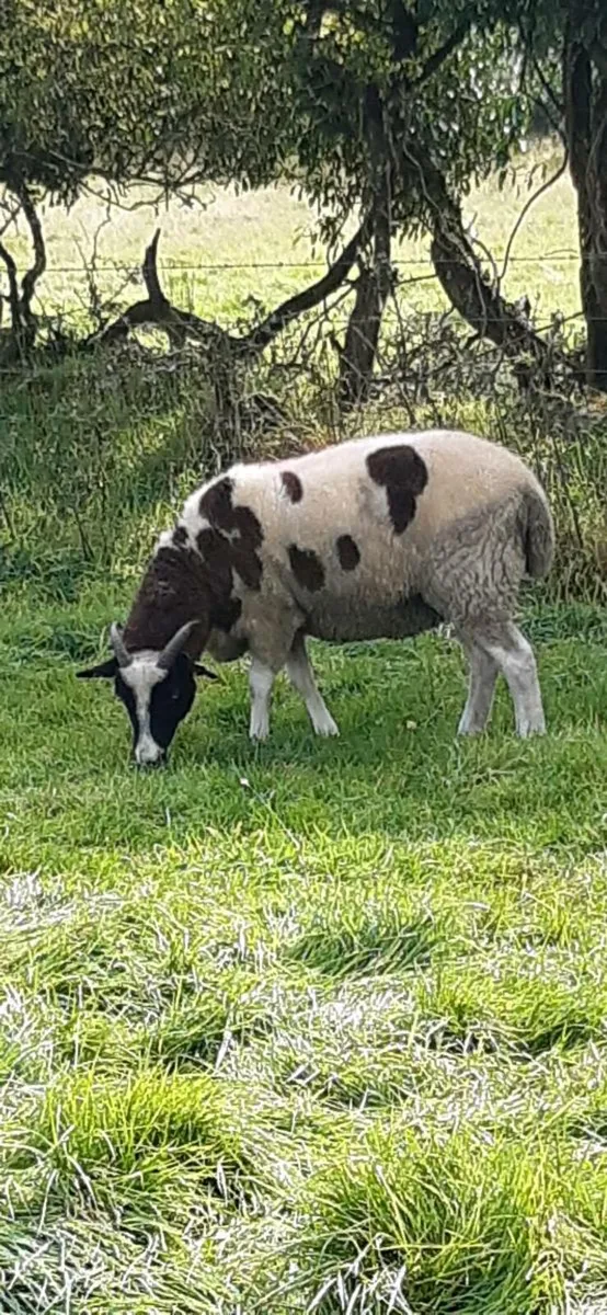 Jacob sheep - Image 2