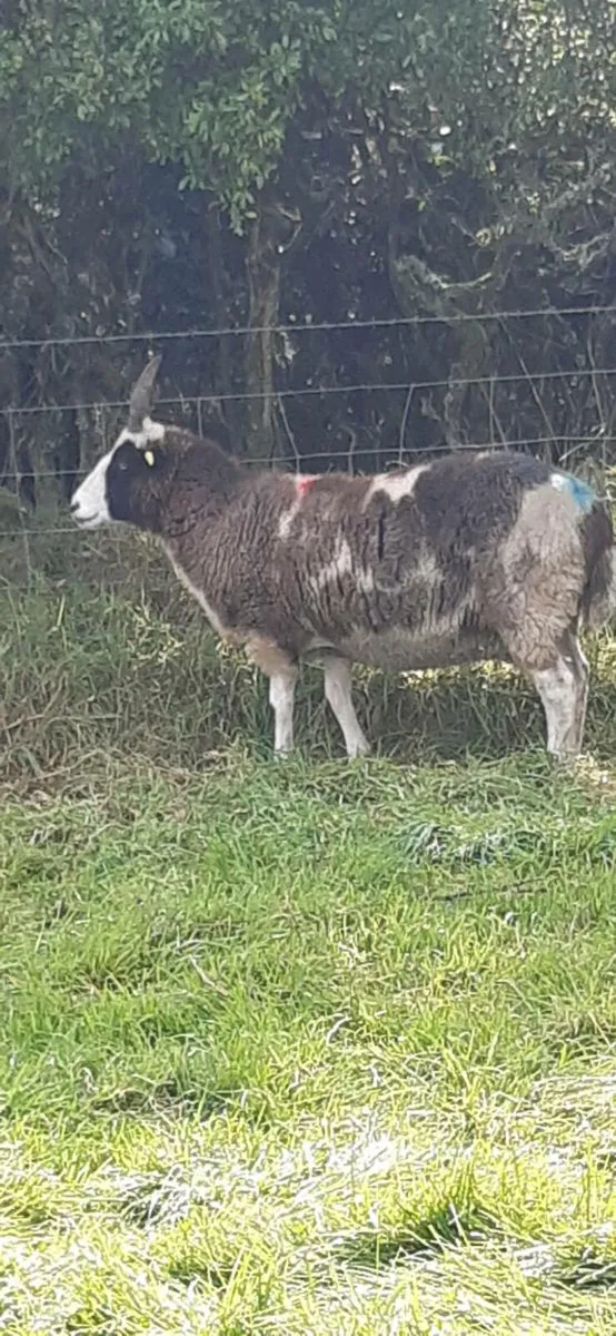 Jacob sheep - Image 3