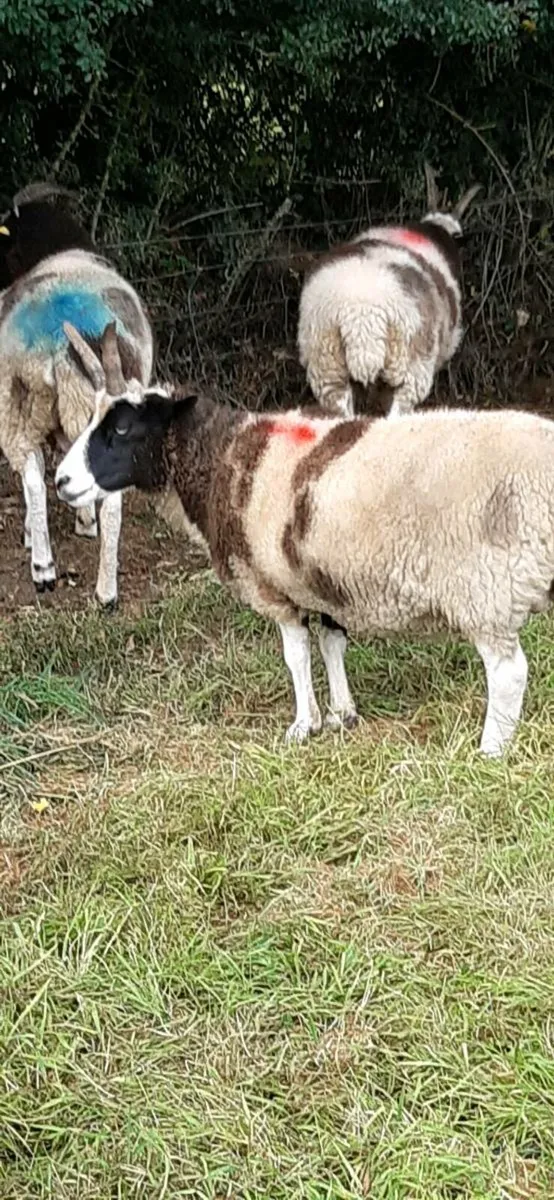 Jacob sheep - Image 4