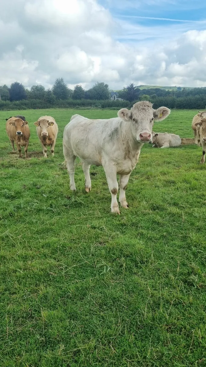 Organic livestock