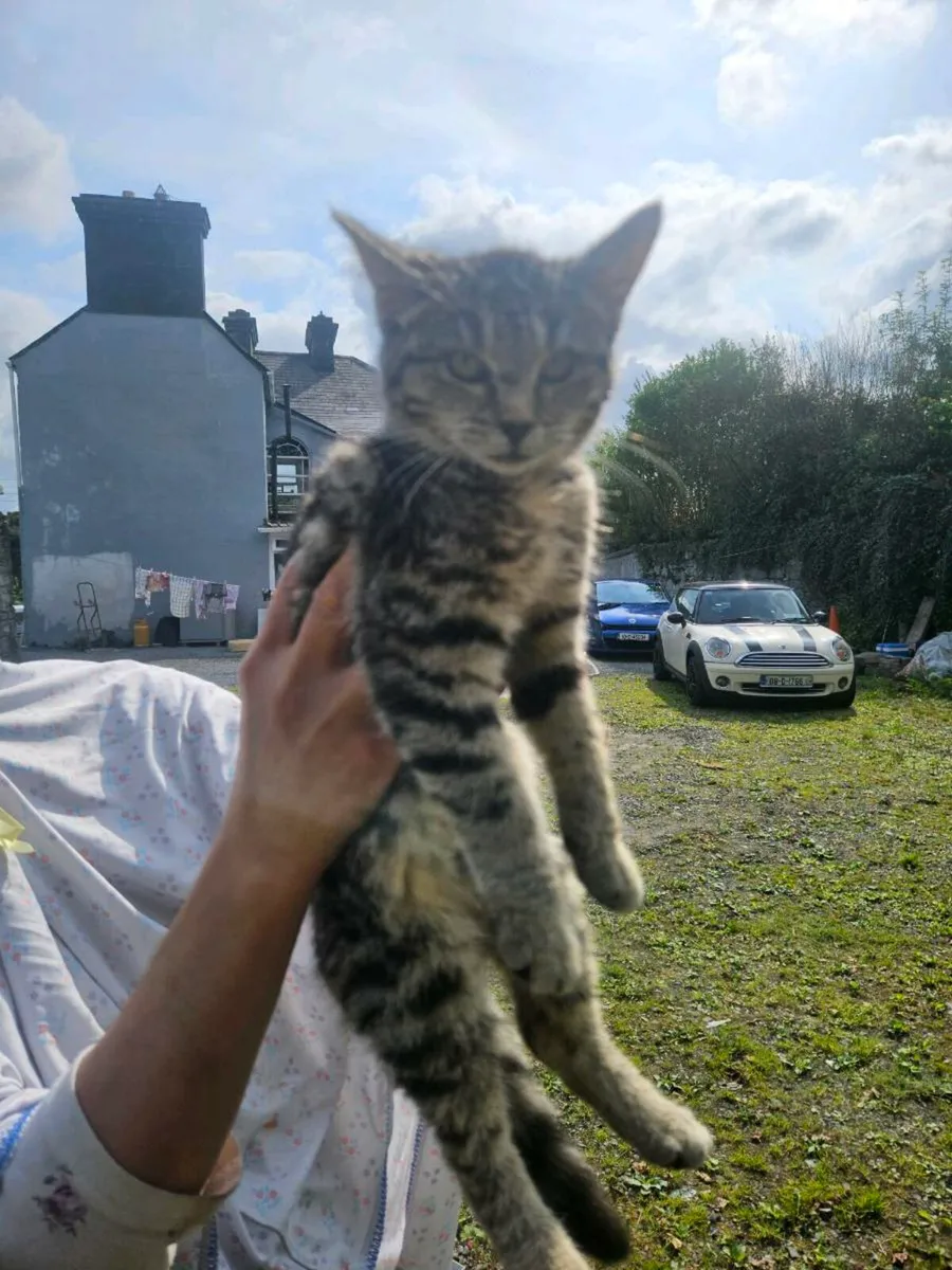 Fluffy 4 x kittens - Image 2