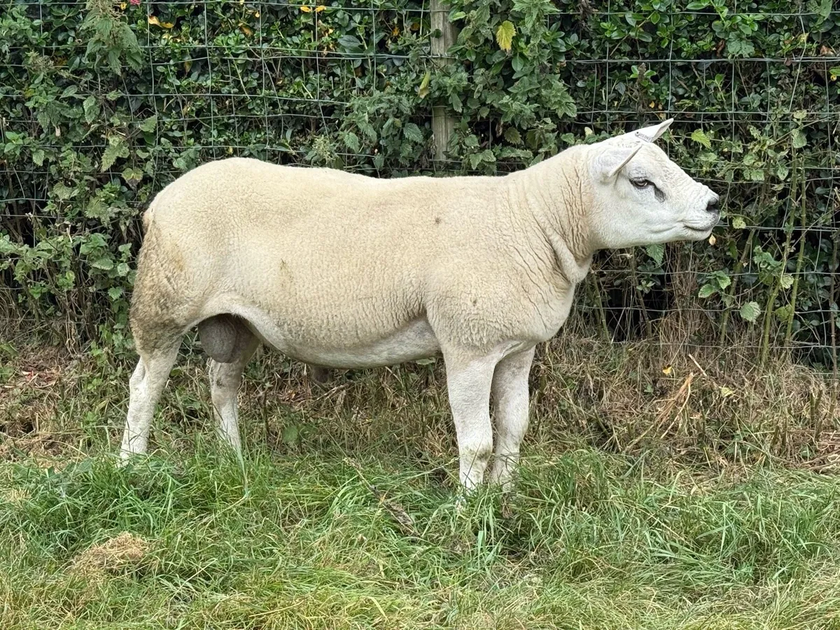 Pure bred texel ram + 6 Suffolk hoggets - Image 1