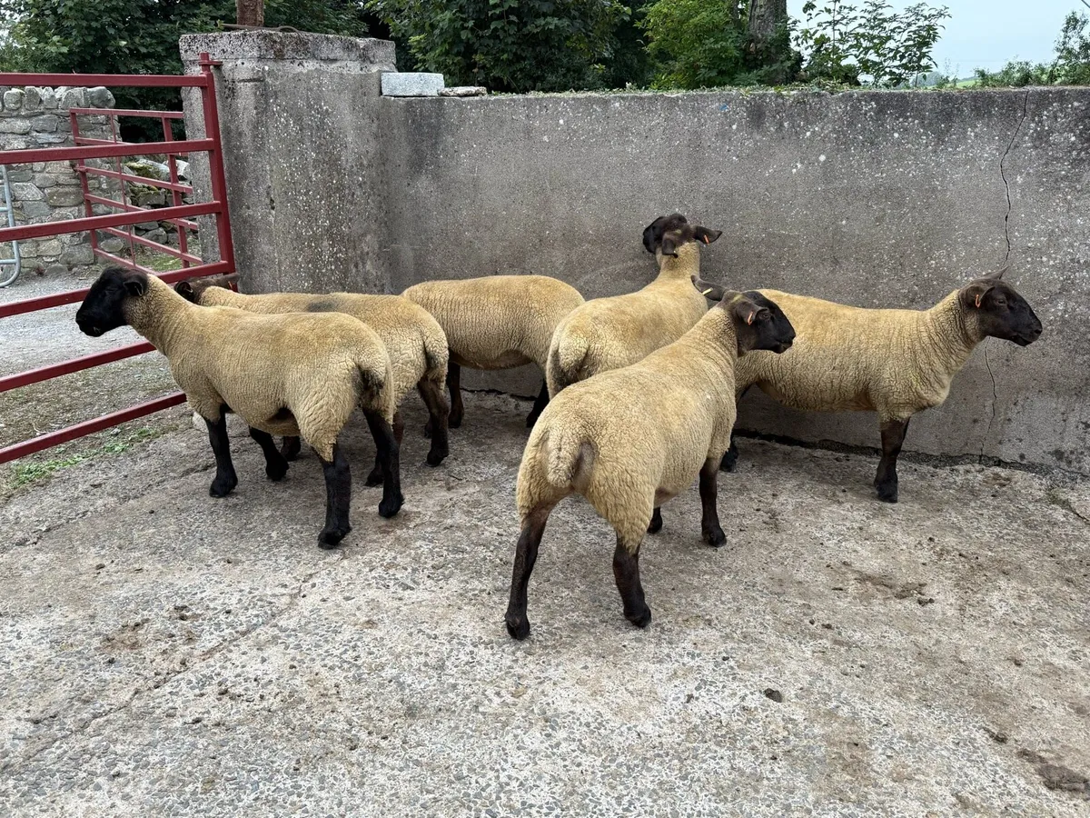 Pure bred texel ram + 6 Suffolk hoggets - Image 2