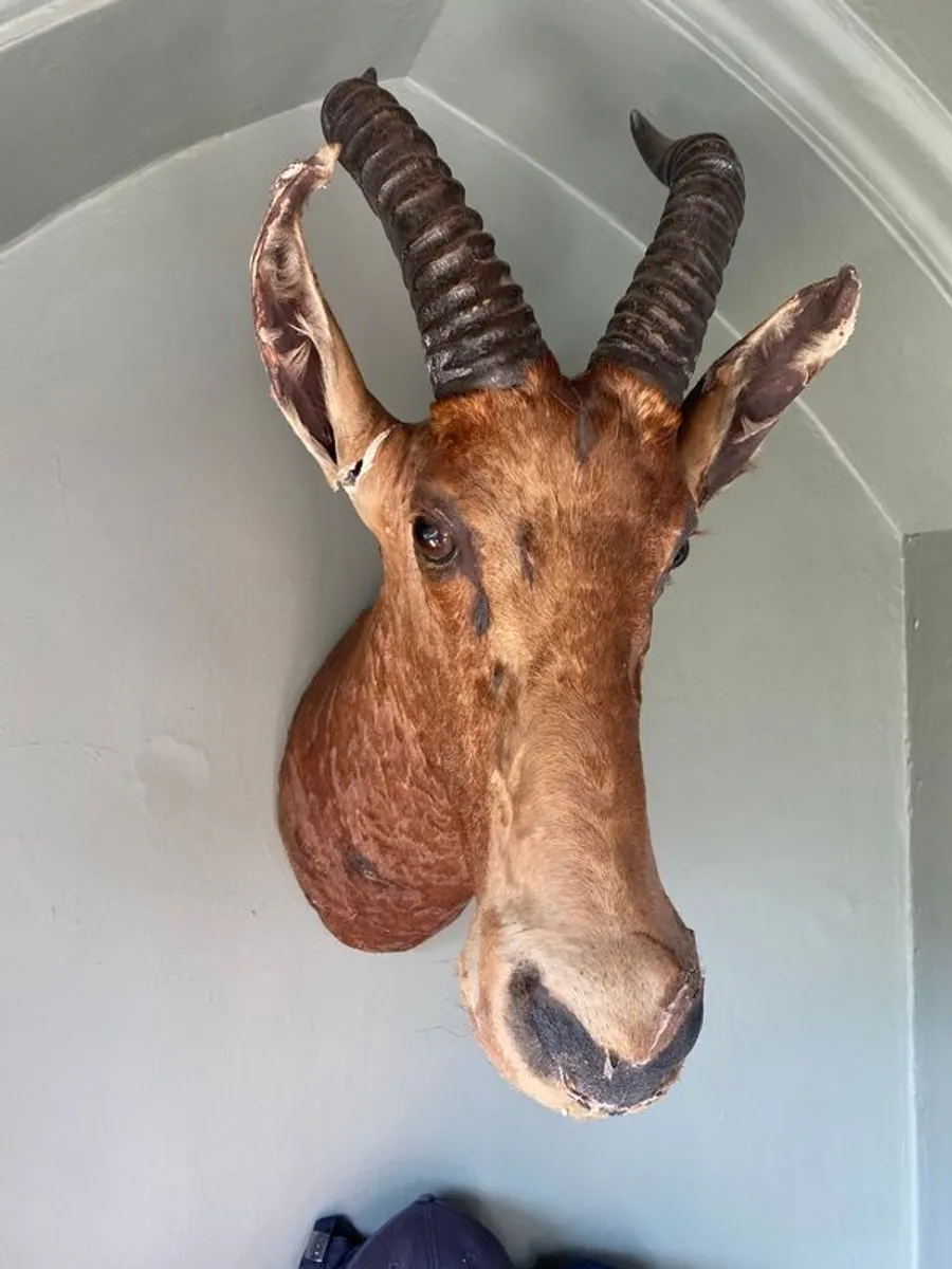 Stag's Head - Rare African Red Bull Stag - Image 1