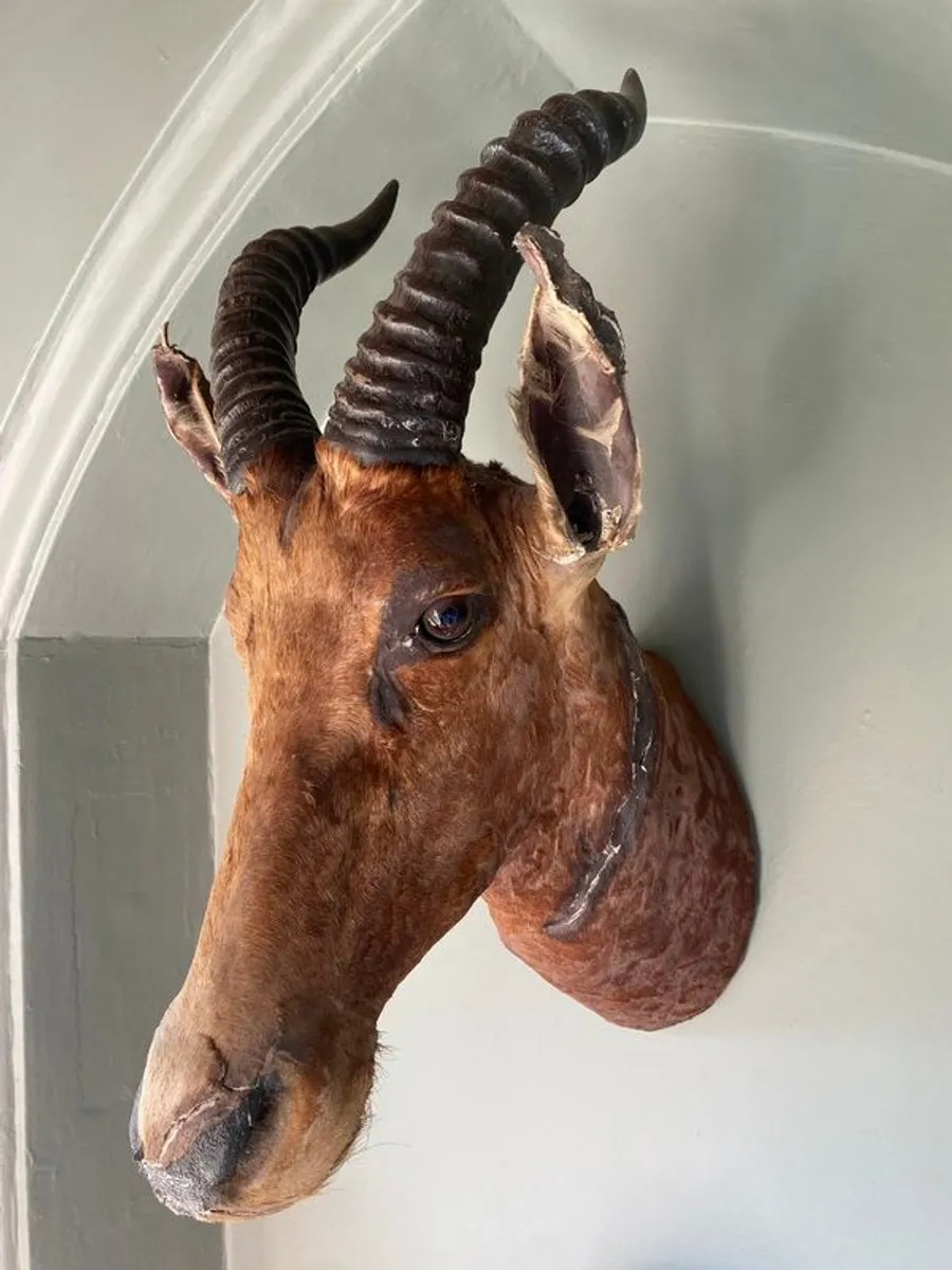 Stag's Head - Rare African Red Bull Stag - Image 2