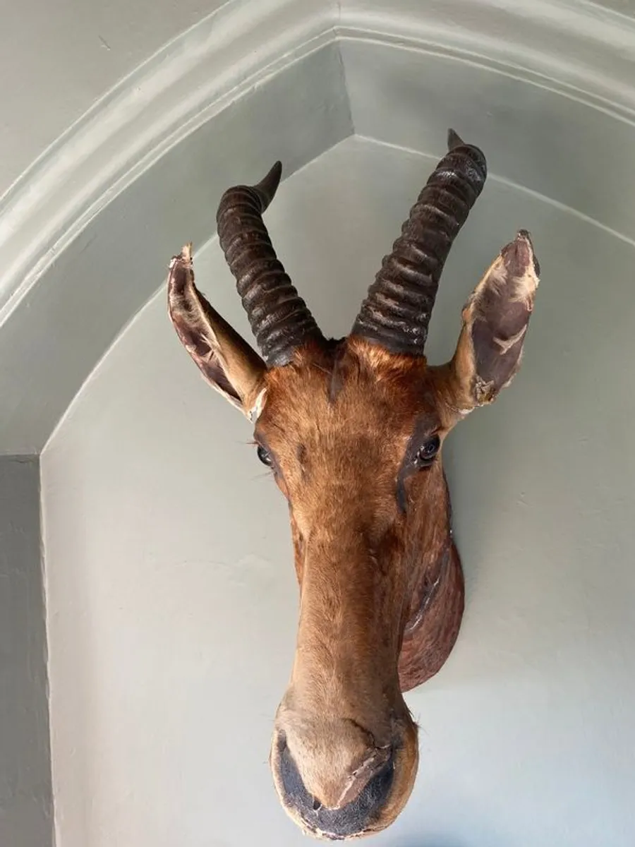 Stag's Head - Rare African Red Bull Stag - Image 4