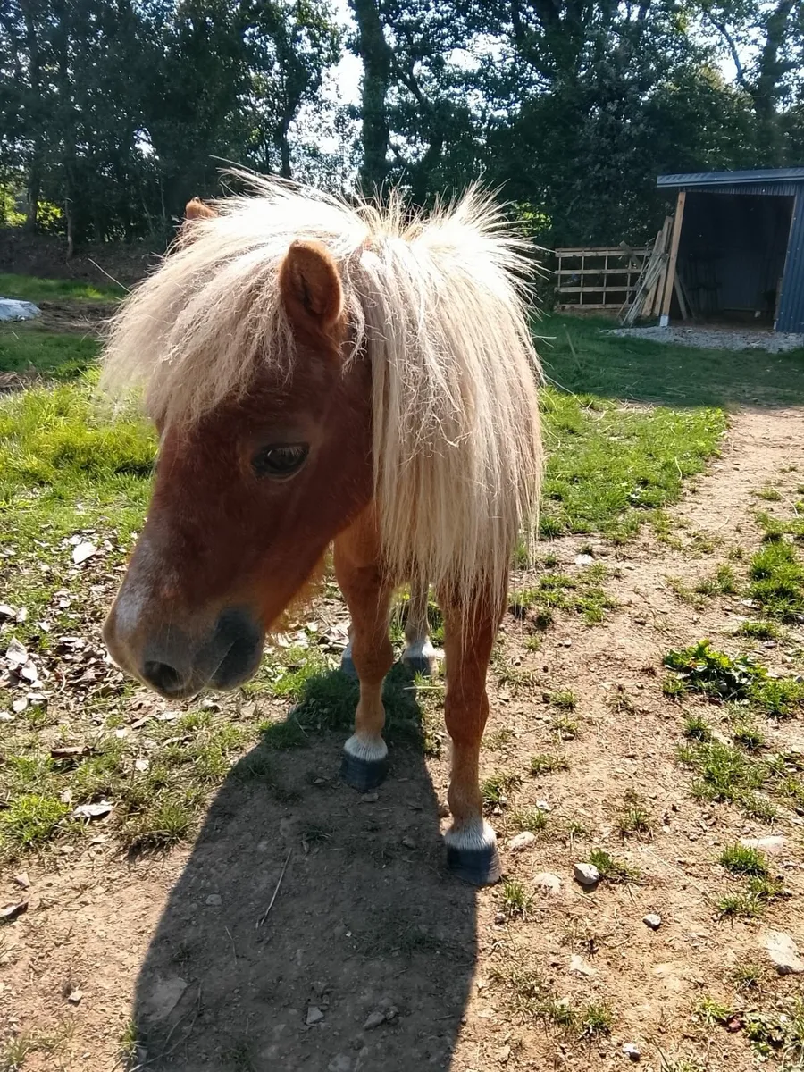 Farrabella pony - Image 1