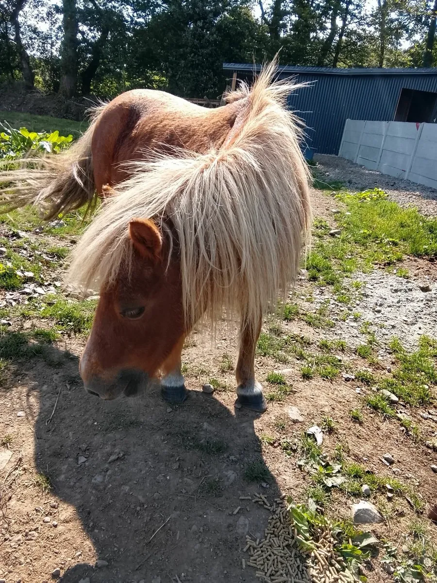 Farrabella pony - Image 2