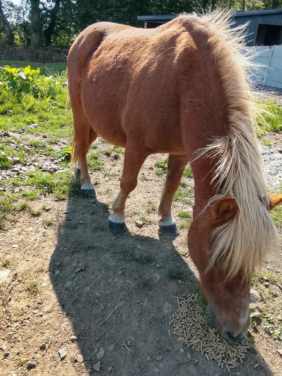 Farrabella pony - Image 3