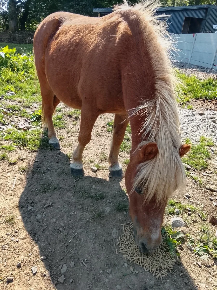 Farrabella pony - Image 4