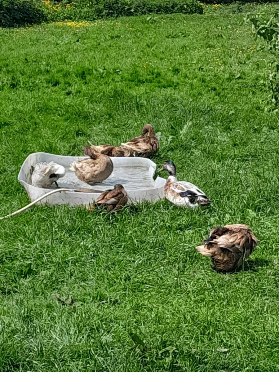 Fertile Welsh harlequin x khaki Campbell - Image 2