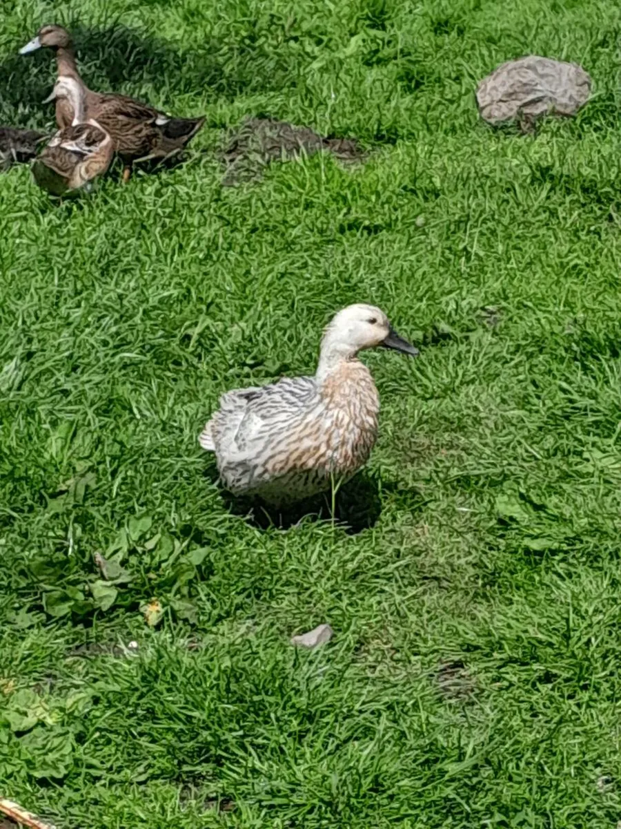 Fertile Welsh harlequin x khaki Campbell - Image 3