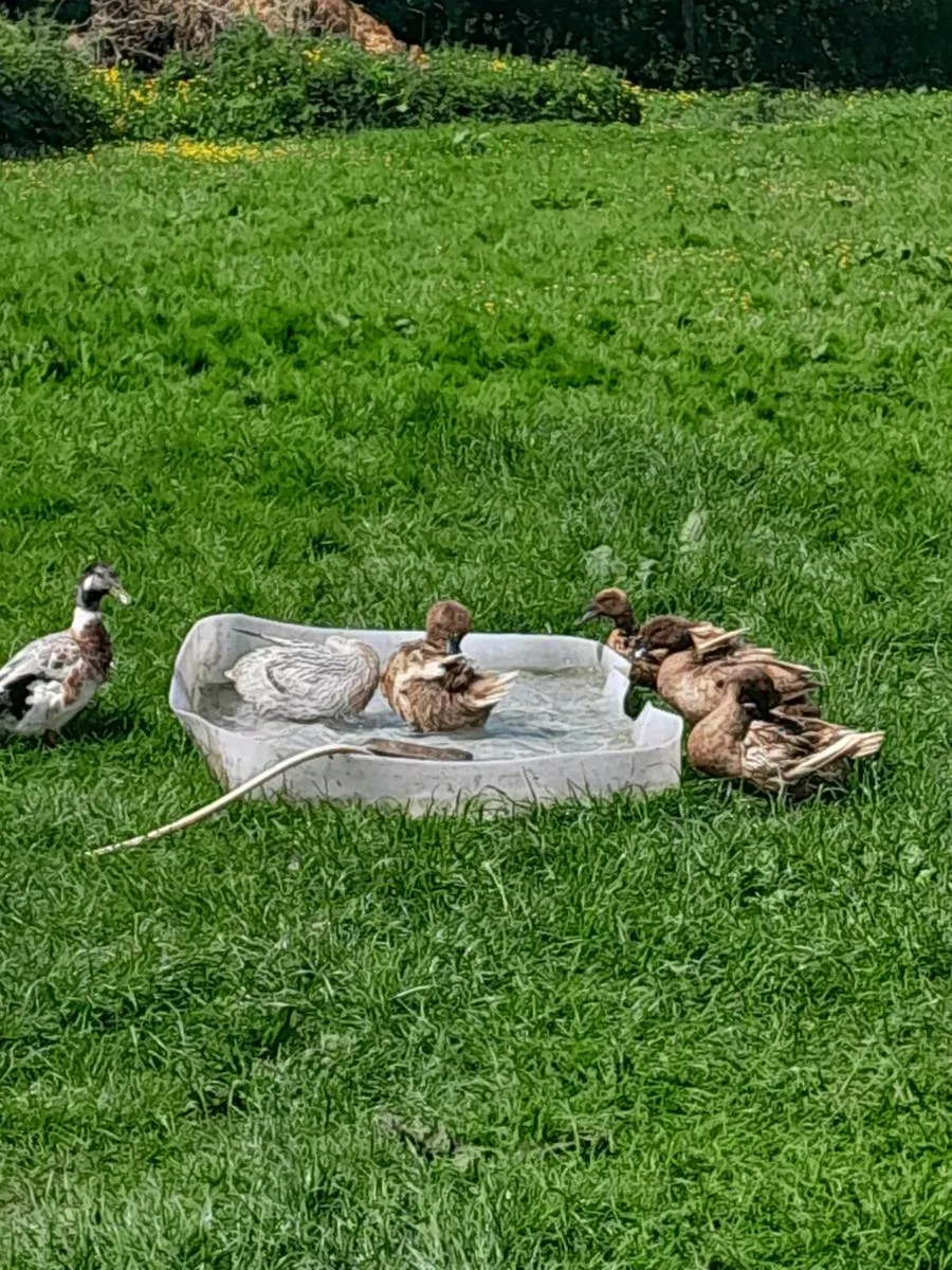 Fertile Welsh harlequin x khaki Campbell - Image 4