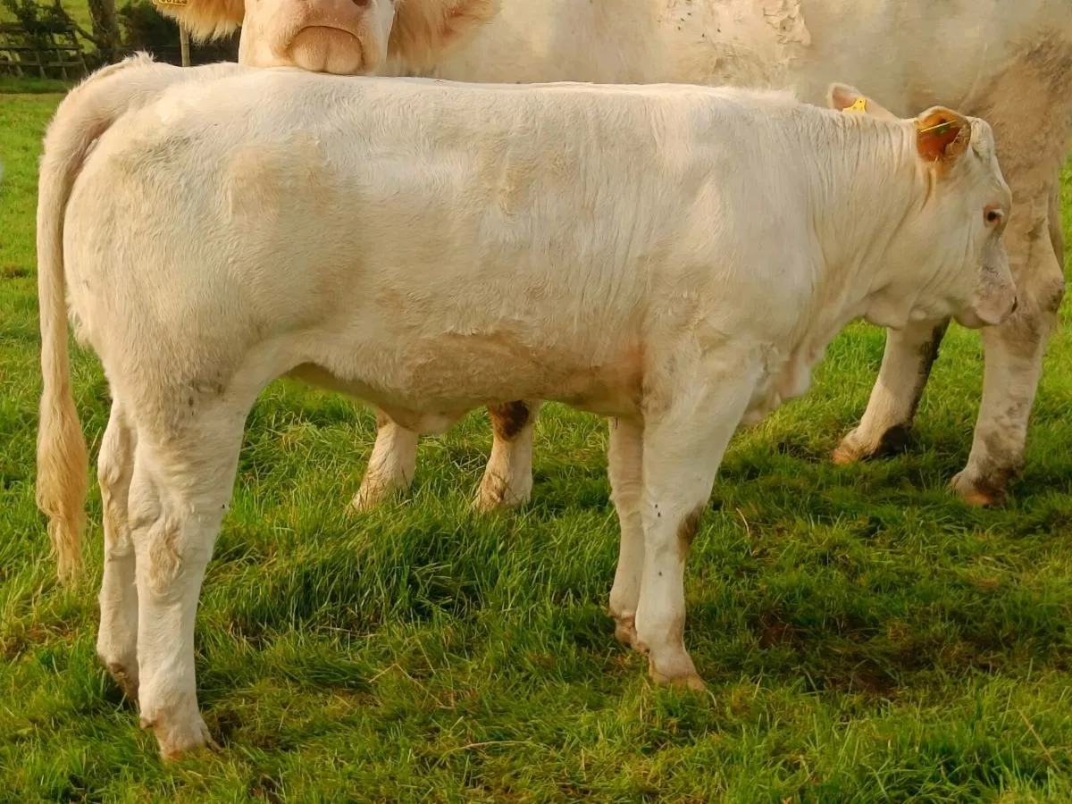 PBR CHAROLAIS HEIFERS - Image 1