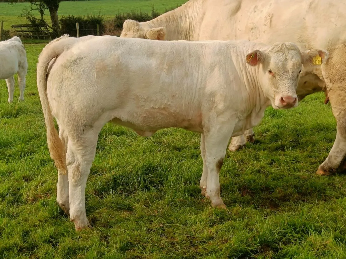 PBR CHAROLAIS HEIFERS - Image 2