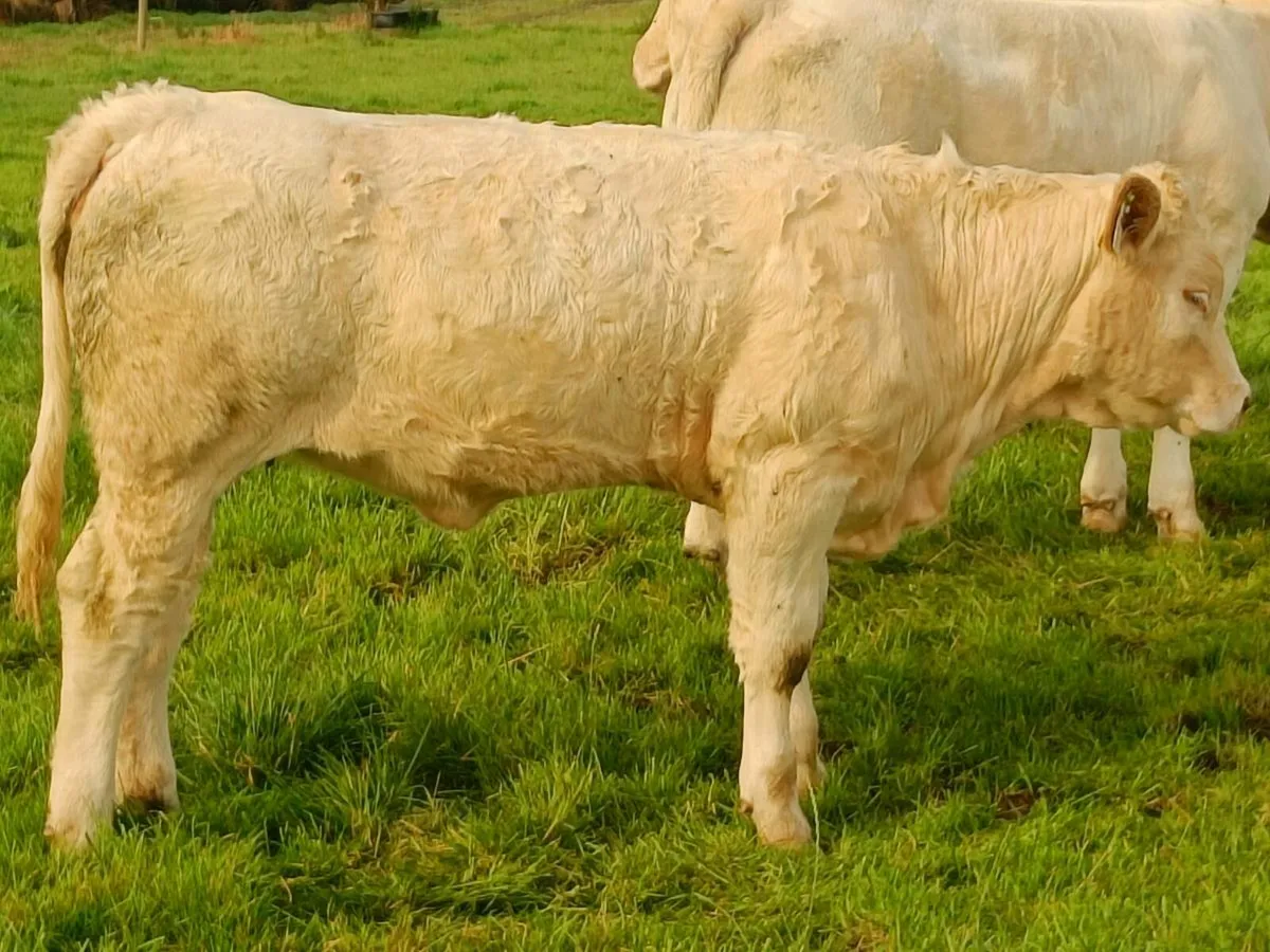 PBR CHAROLAIS HEIFERS - Image 3